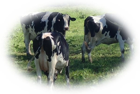 夢占い牛の夢32選！夢の中の牛の7つの特徴を覚えておけ？